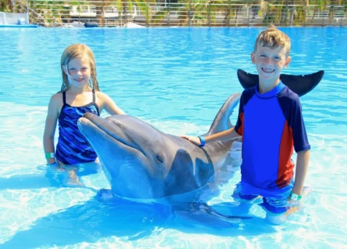 Pływanie z delfinami w Hurghadzie