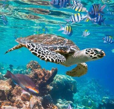 Marsa Mubarak z Marsa Alam